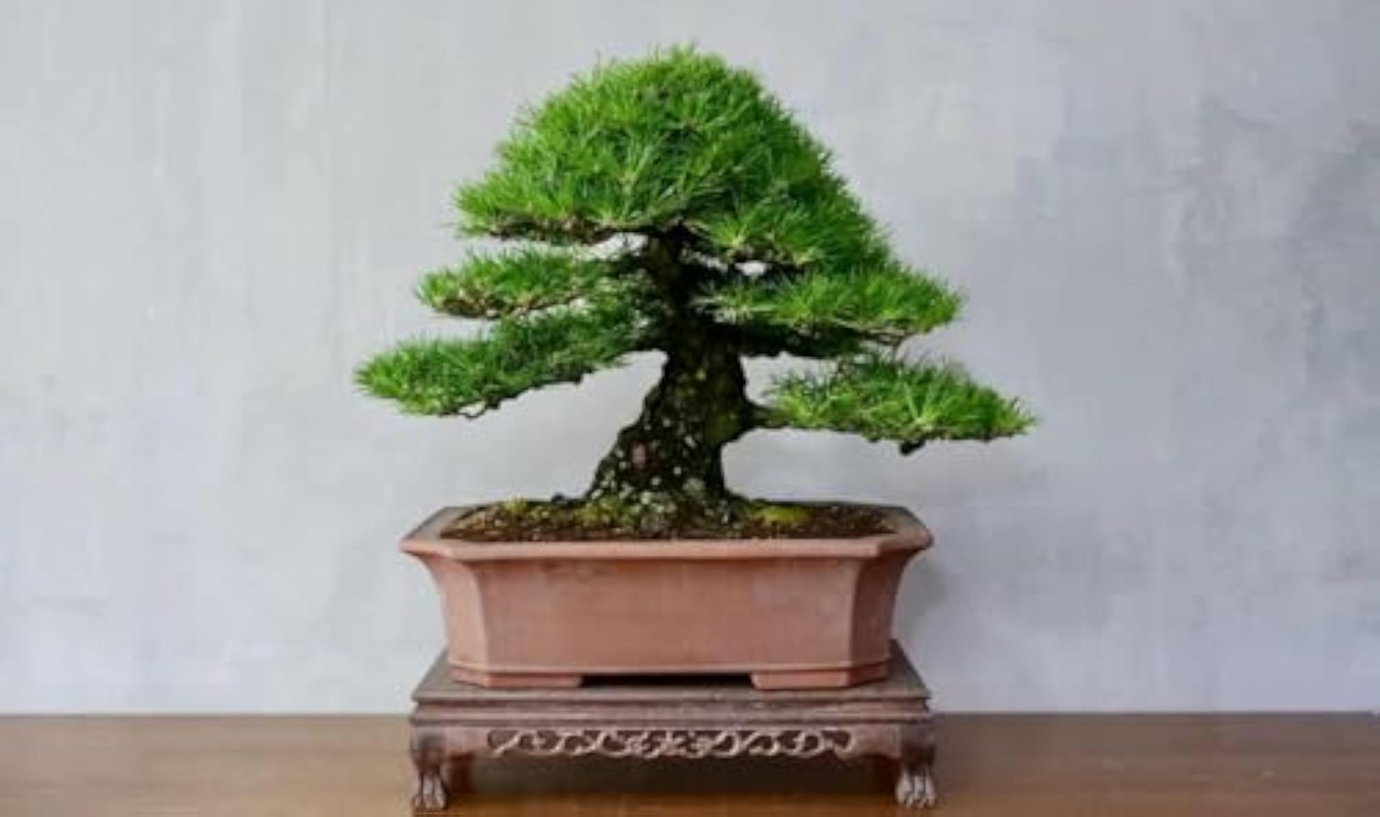 Live Japanese Black Pine Bonsai Tree for Home Office